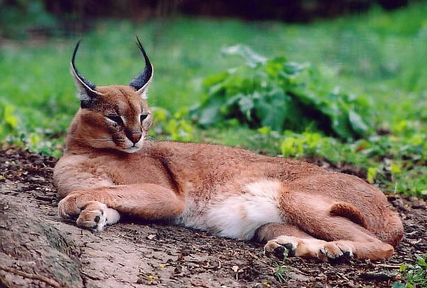 http://melut.free.fr/caracal.jpg